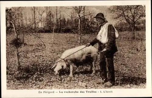 Ak Perigord Dordogne, La recherche des Truffes