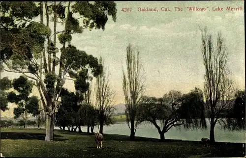 Ak Oakland Kalifornien, The Willows, Lake Merritt