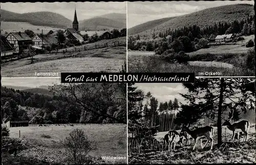 Ak Medelon Medebach im Sauerland, Teilansicht, Orketal, Waldwiese, Rotwild im Wald