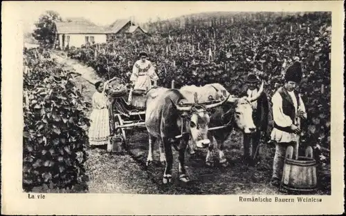 Ak Rumänien, Rumänische Bauern bei der Weinlese, Rinderkarren