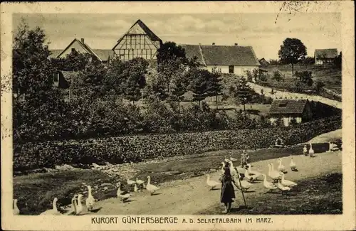 Ak Güntersberge Harzgerode am Harz, Ortsansicht, Gänse