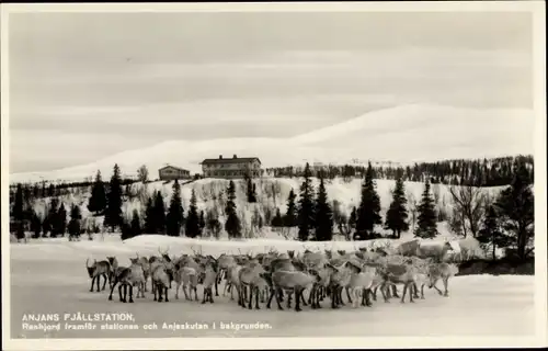 Ak Anjeskutan Schweden, Anjans Fjallstation, Renhjord