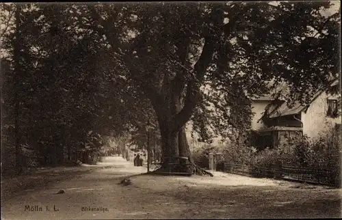 Ak Mölln im Herzogtum Lauenburg, Birkenallee
