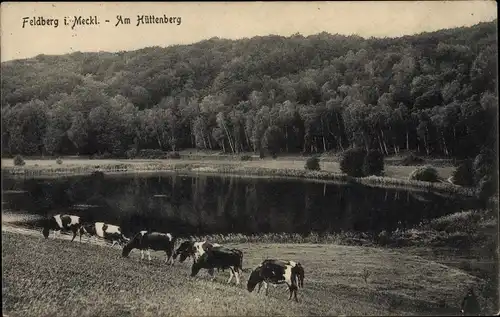 Ak Feldberg in Mecklenburg, Am Hüttenberg, Kühe weiden