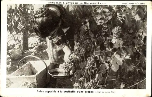 Ak Bouvraie Anjou Maine et Loire, Soins apportes a la cueillette d'une grappe