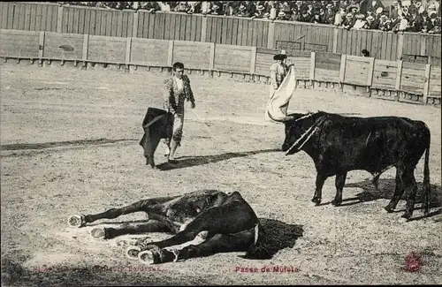 Ak Stierkampfarena, Toreros, Matador, Totes Pferd, Stier, Passe de Muleta