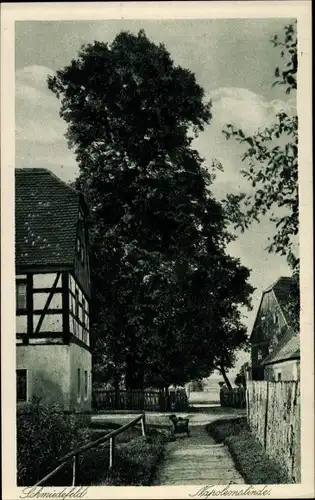 Ak Schmiedefeld Großharthau in Sachsen, Napoleonslinde