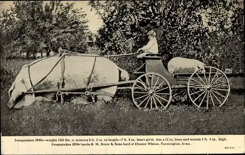 Farmington Iowa USA, Sweepstakes 28006, riesiges Chester White Schwein, B. M. Boyer & Sons herd
