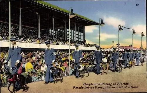 Ak Florida USA, Greyhound Racing, Parade before fans, Hunderennen, Windhunde