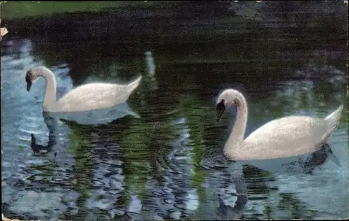 Ak Zwei Schwäne auf dem Wasser