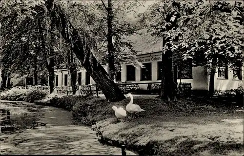 Ak Mittweida in Sachsen, Café am Schwanenteich