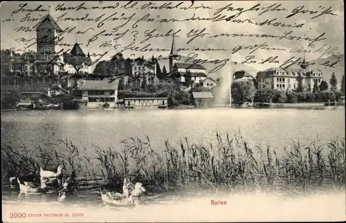 Ak Spiez am Thuner See Kanton Bern, Enten auf dem See, Stadt