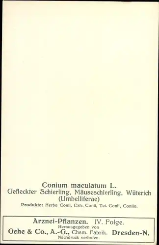 Ak Gefleckter Schierling, Mäuseschierling, Wüterich, Conium maculatmum L