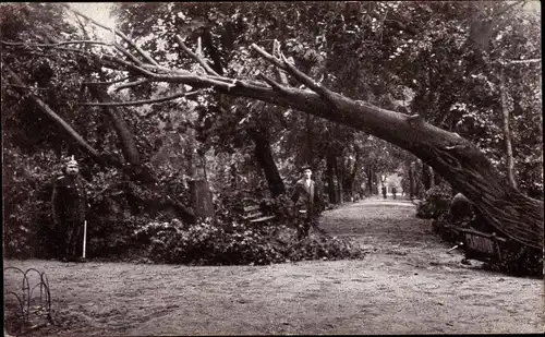 Ak Chemnitz in Sachsen, Umgestürzter Baum, Parkpartie Sturmkatastrophe 1916