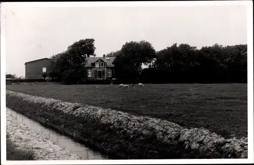 Ak Garding in Nordfriesland, Blick auf den Ort, Wohnhaus, Kühe auf der Wiese