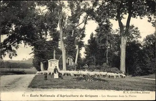 Ak Thiverval Grignon Yvelines, Ecole Nationale d'Agriculture, Les Moutons dans la Plaine
