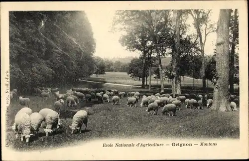 Ak Thiverval Grignon Yvelines, Ecole Nationale d'Agriculture, Moutons