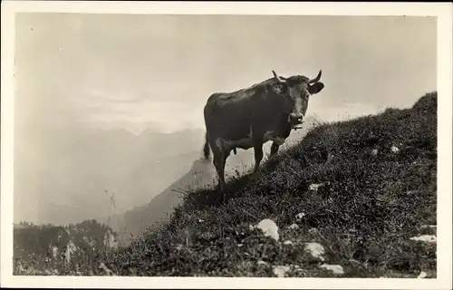 Ak Auf der Alp, Kuh im Gebirge