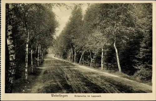 Ak Oebisfelde Weferlingen in Sachsen Anhalt, Lappwaldpartie, Birkenallee
