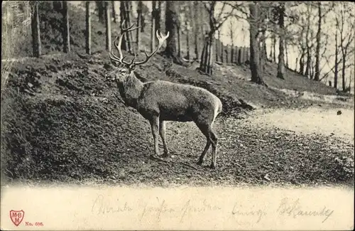 Ak Hirsch auf einer Waldlichtung