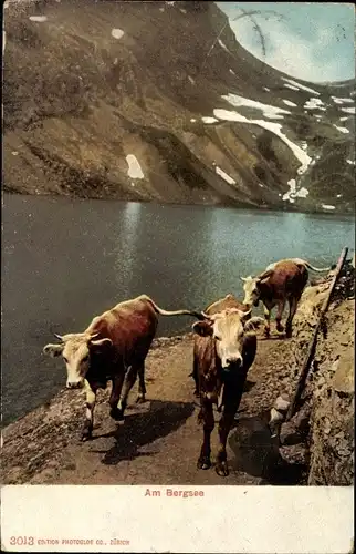 Ak Schweiz, Kühe am Bergsee, Alpenmotiv