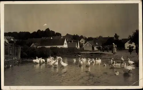 Ak Schierling in der Oberpfalz, Gänse auf einem Teich, Blick auf den Ort