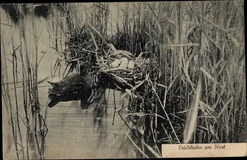 Ak Teichhuhn am Nest, Ente, Eier