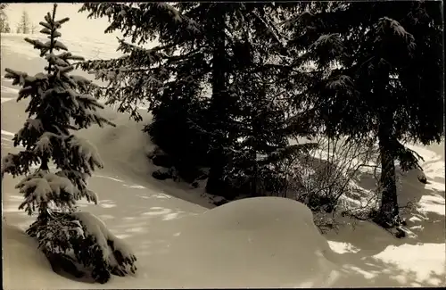 Ak Savoie Frankreich ?, Waldpartie im Winter