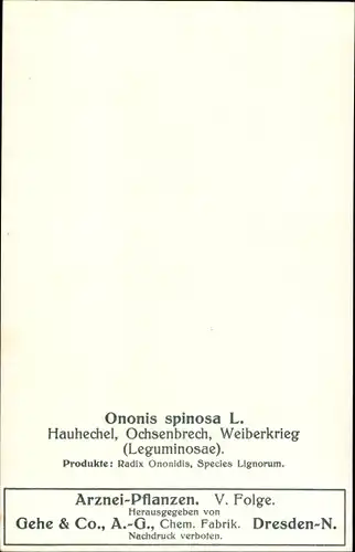 Ak Ononis spinosa, Hauhechel, Ochsenbrech, Weiberkrieg