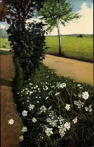 Ak Pimpinella saxifraga, Gemeine Bibernelle, Steinbibernelle