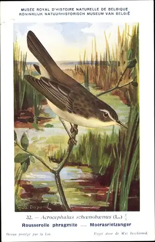 Künstler Ak Dupond, Hub., Acrocephalus schoenobaenus, Schilfrohrsänger