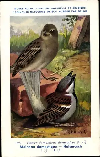 Künstler Ak Dupond, Hub., Passer domesticus, Haussperling