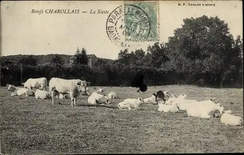 Ak Saône et Loire, Boeufs Charollais, La Sieste