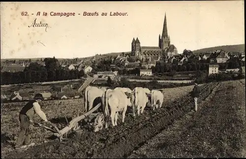 Ak Autun Saône et Loire, Boeufs au Labour