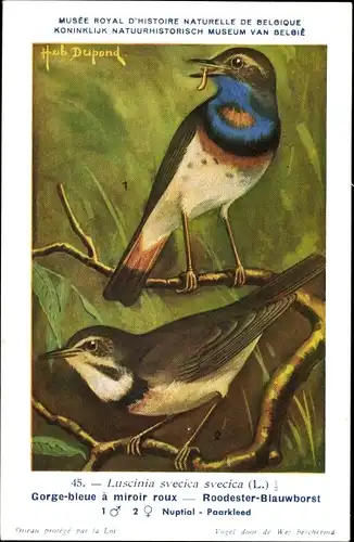 Künstler Ak Dupond, Hub., Luscinia svecica, Blaukehlchen