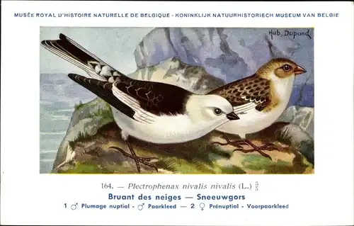 Künstler Ak Dupond, Hub., Plectrophenax nivalis nivalis, Bruant des neiges, Sneeuwgors Nr. 164