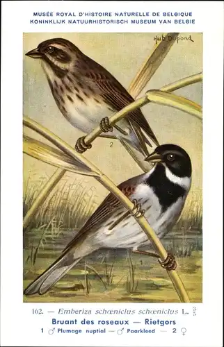 Künstler Ak Dupond, Hub., Emberiza schoeniclus, Rohrammer