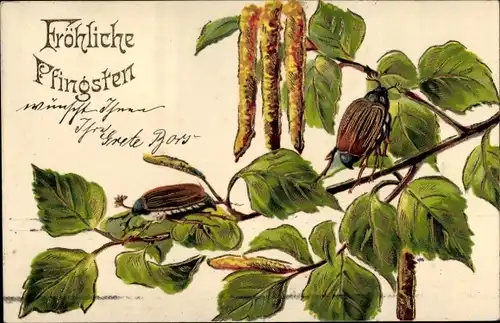 Ak Glückwunsch Pfingsten, Maikäfer auf Birkenzweig