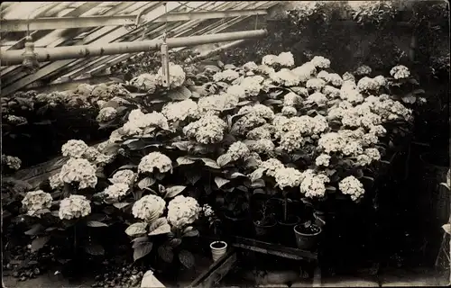 Foto Ak Hortensien in Blüte, Gewächshaus