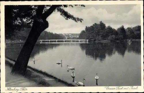 Ak Altenburg in Thüringen, Großer Teich mit Insel, Schwäne