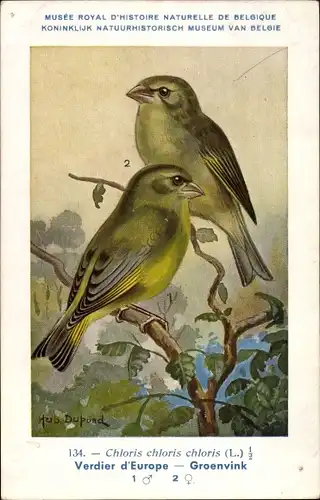 Künstler Ak Dupond, Hub., Chloris chloris, Grünfink