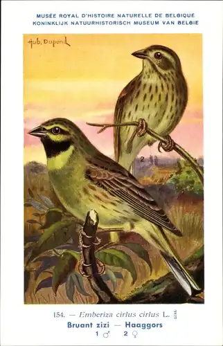 Künstler Ak Dupond, Hub., Emberiza cirlus, Zaunammer