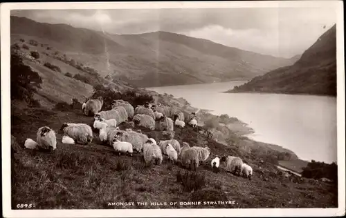 Ak Strathyre Schottland, Amongst the Hills, Schafherde