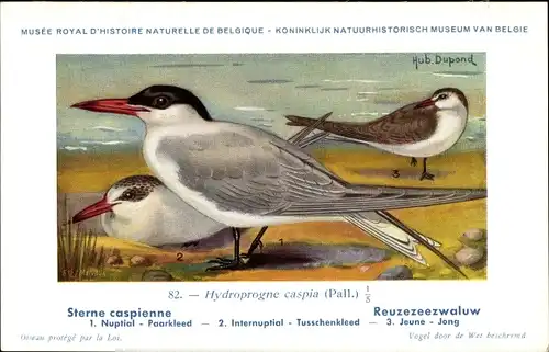 Künstler Ak Dupond, Hub., Sterne caspienne, Reuzezeezwaluw, Nr. 82