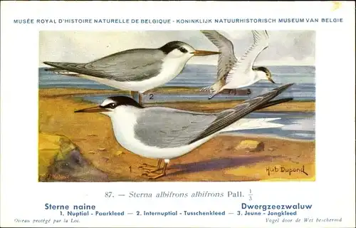 Künstler Ak Dupond, Hub., Sterna albifrons albifrons, Dwergzeezwaluw Nr. 87