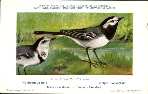 Künstler Ak Dupond, Hub., Motacilla alba alba, Grijzo Kwikstaart Nr. 8