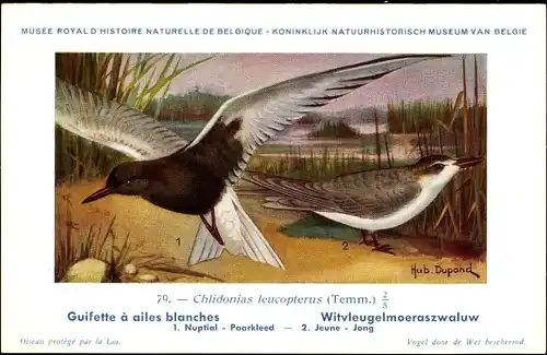 Künstler Ak Dupond, Hub., Chlidonias leucopterus, Witveleugelmoeraszwaluw Nr. 79