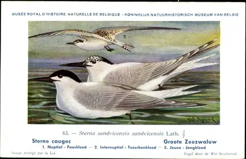 Künstler Ak Dupond, Hub., Sterna sandvicensis sandvicensis, Groote Zeezwaluw Nr. 83