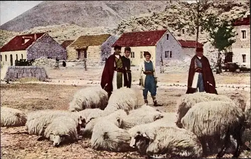 Ak Montenegro, Montenegrinische Schäfer, Schafe