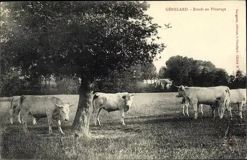 Ak Genelard Saône et Loire, Boeufs au Paturage